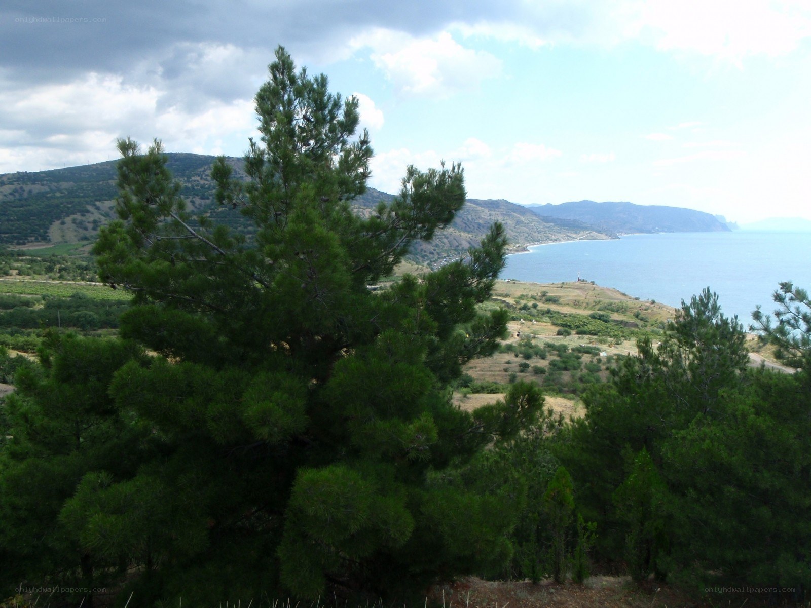 Coastal landscape with pine trees