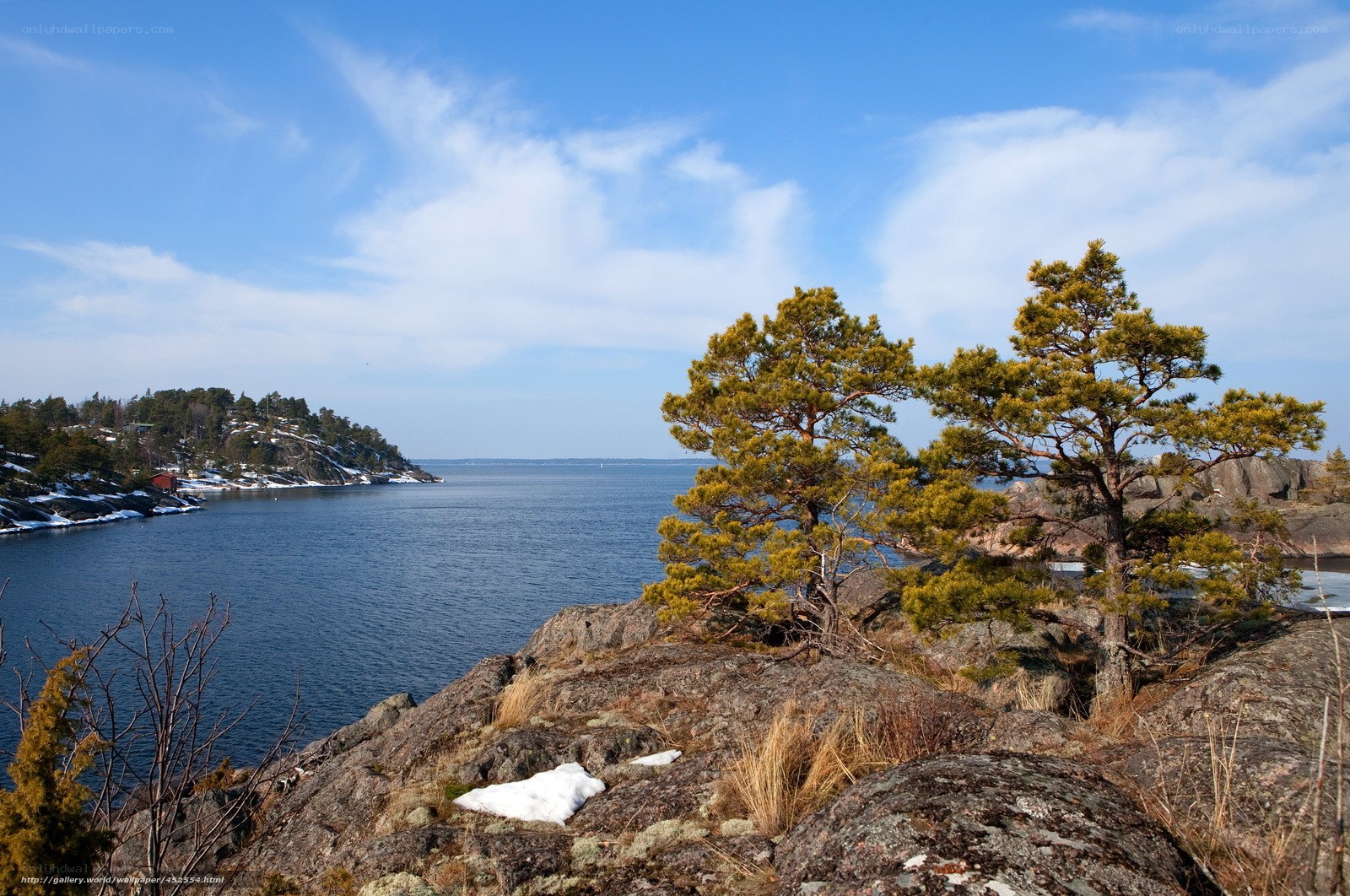 Coastal landscape with pine trees