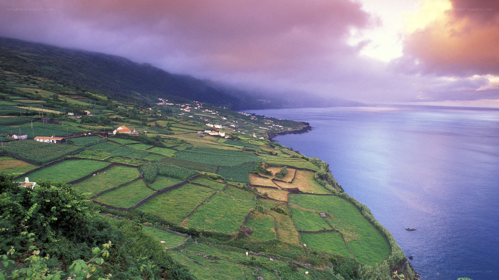 Coastal landscape with terraced fields