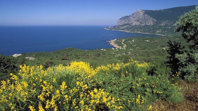 Coastal landscape with yellow flowers