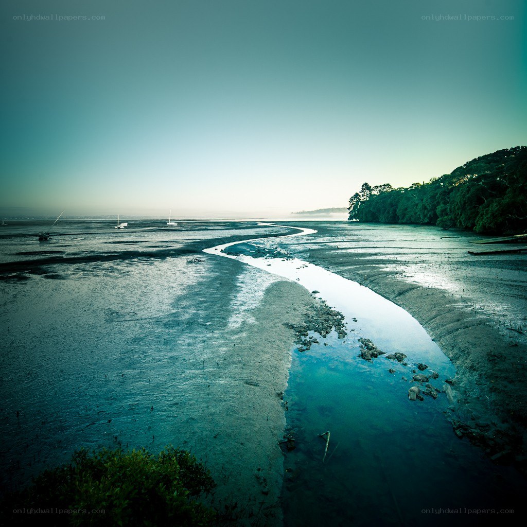 coastal marsh at low tide
