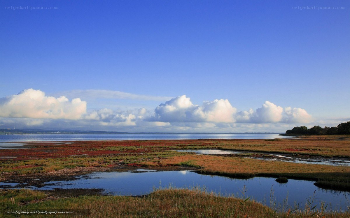 Coastal marsh under blue sky