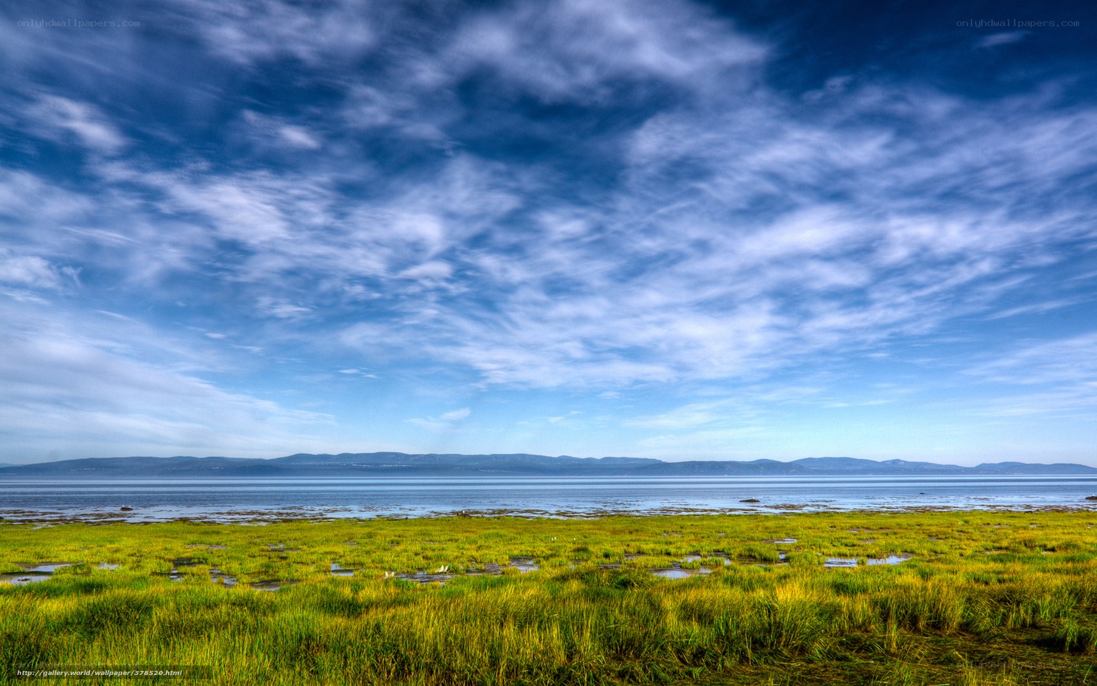 Coastal marsh under cloudy sky