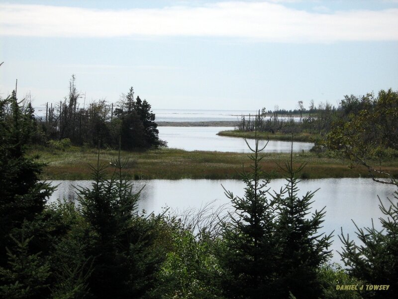 coastal marsh with evergreens