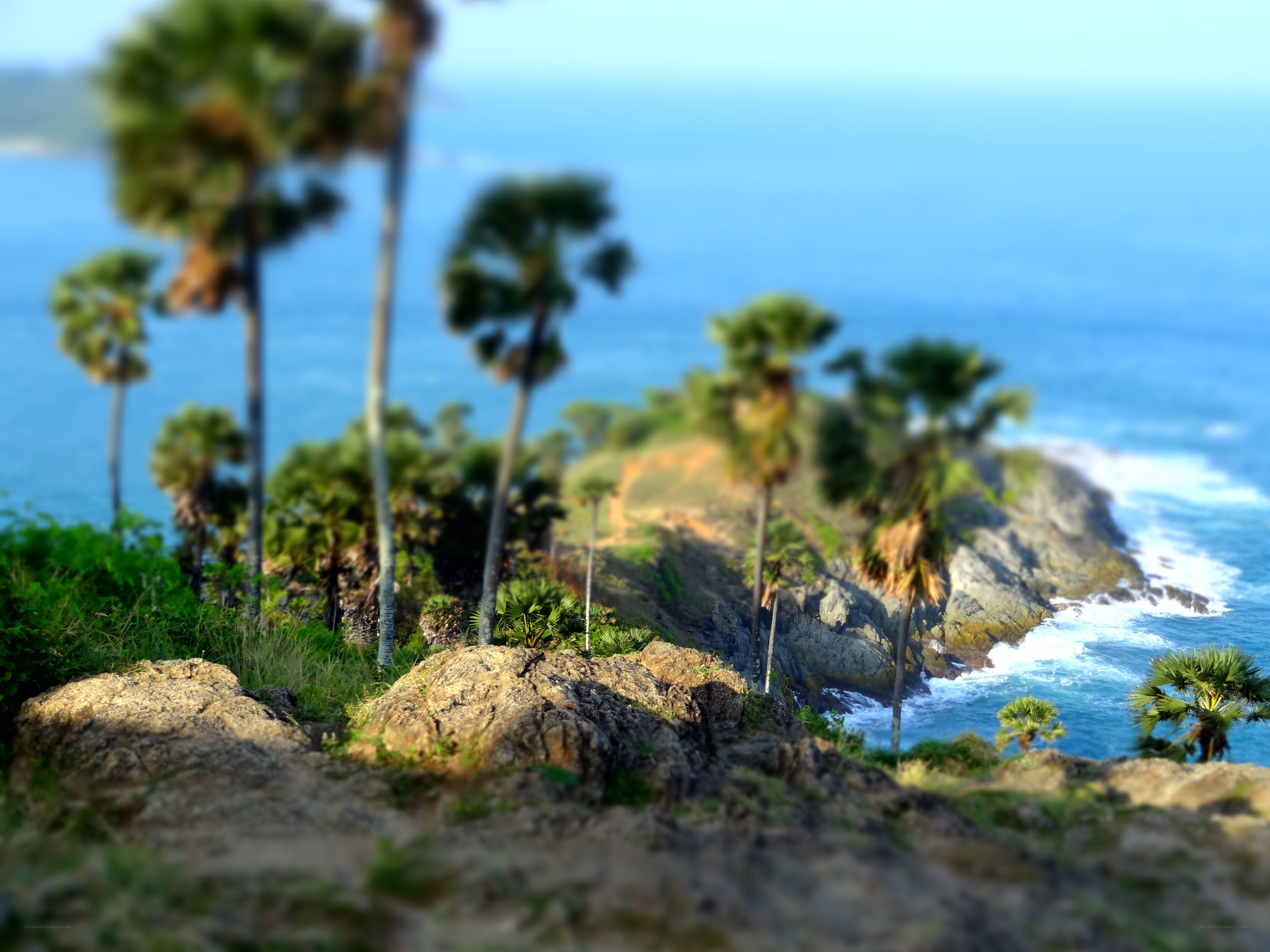 coastal palm trees and ocean