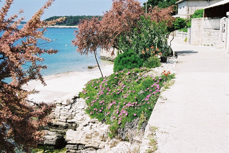 Coastal Path with Flowers