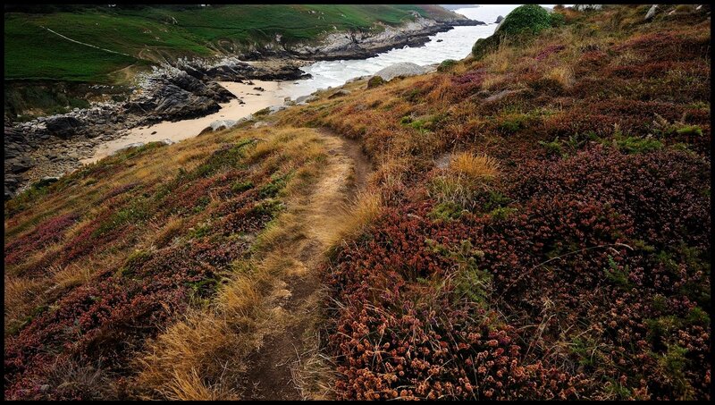 coastal path with heather