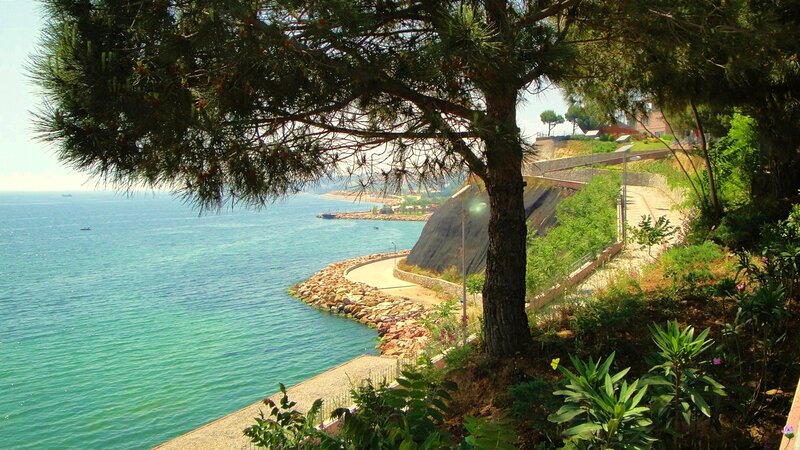 Coastal Path with Pine Tree