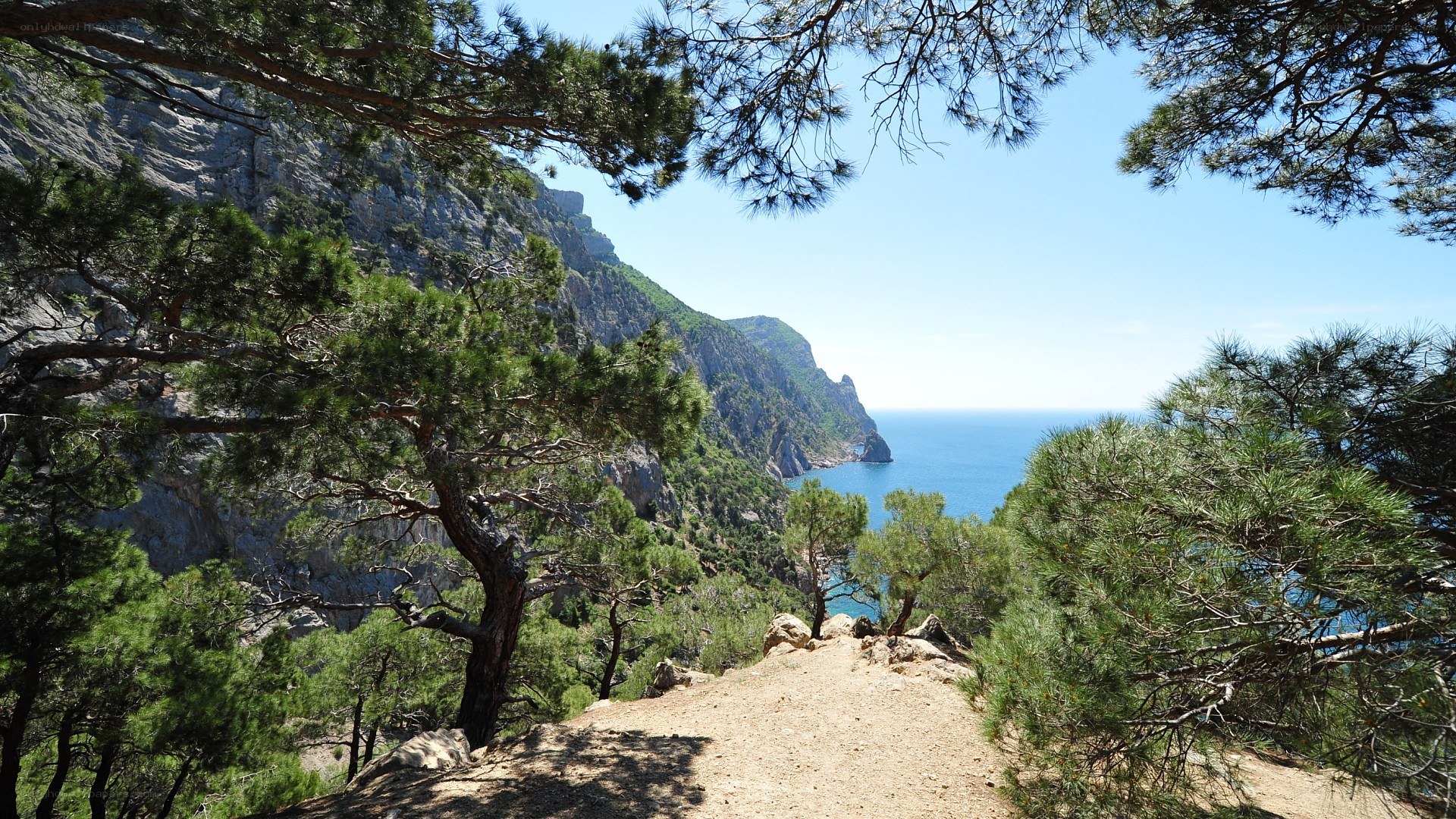 Coastal path with pine trees