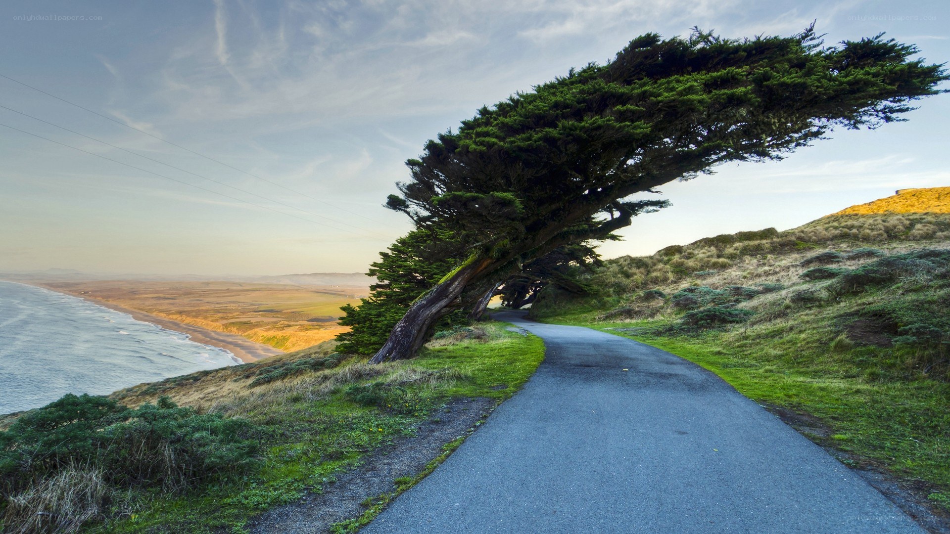 Coastal path with wind-swept tree