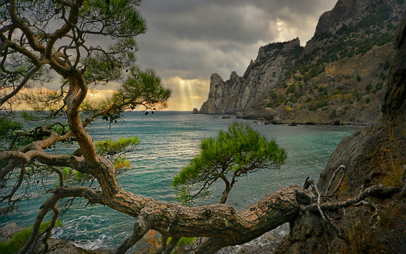 Coastal Pine Tree