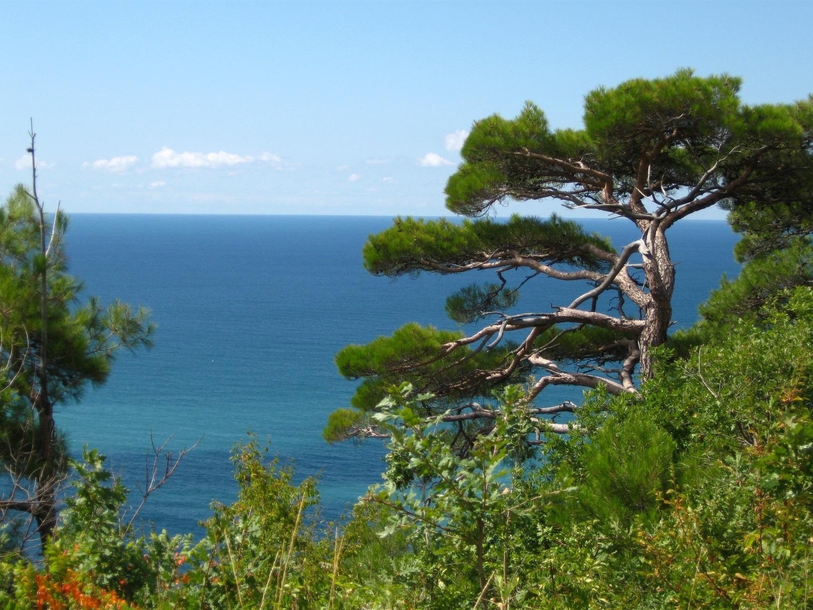 Coastal pine trees overlooking the sea