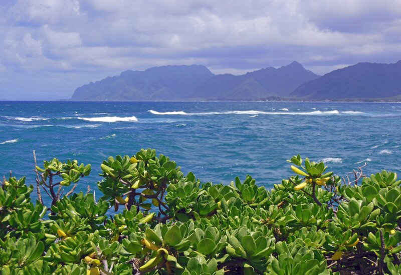 Coastal Plants and Ocean