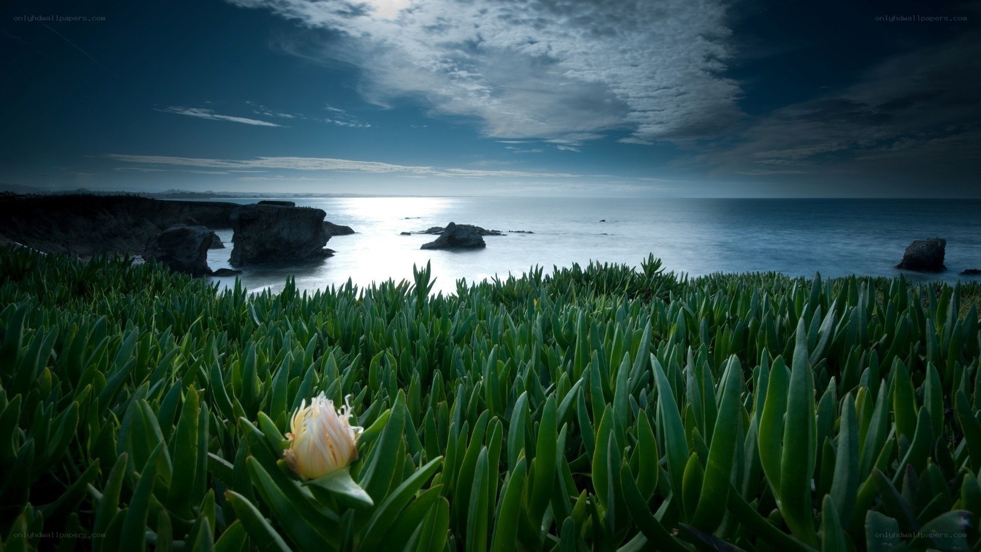 coastal plants at dusk