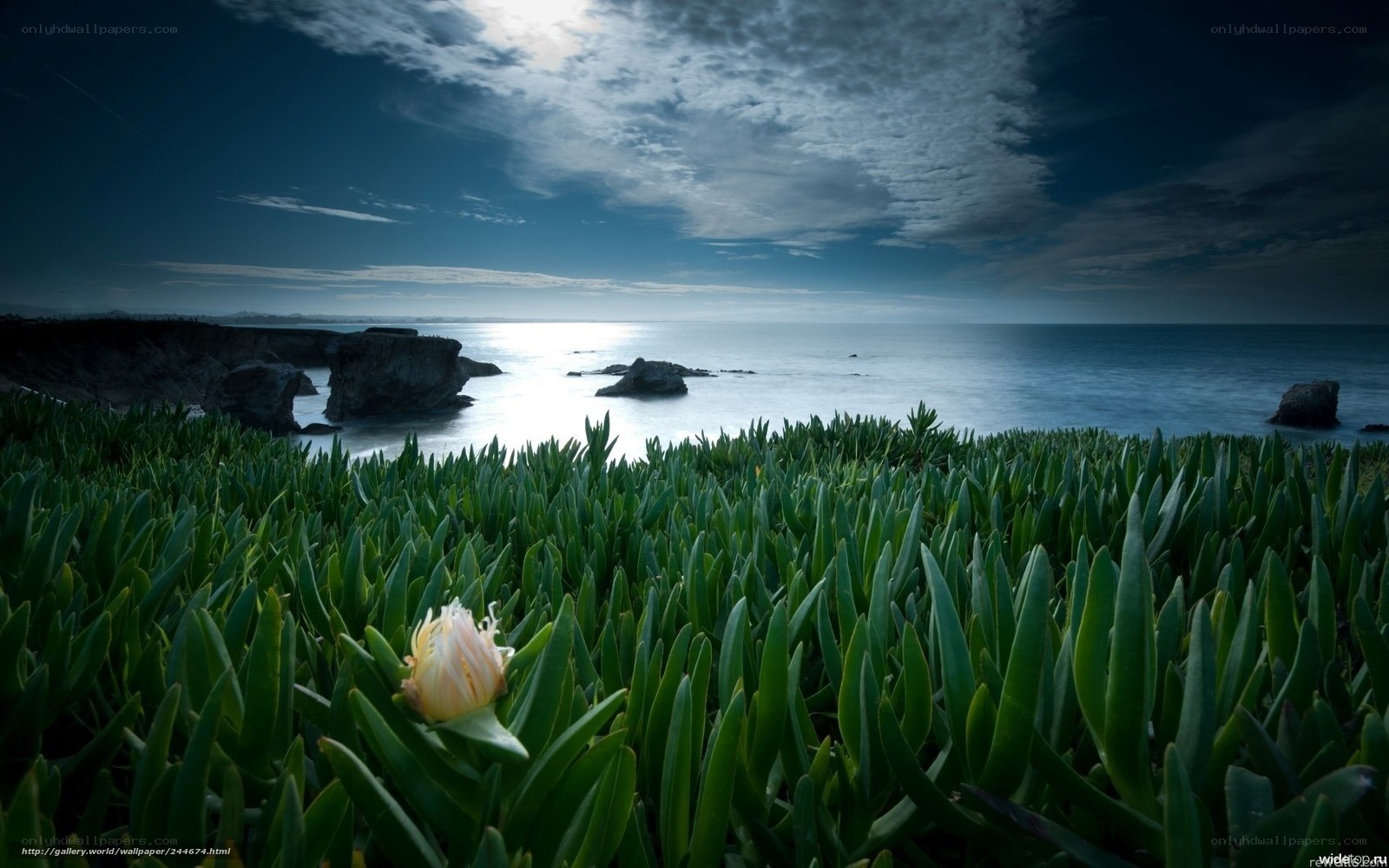 Coastal plants at dusk