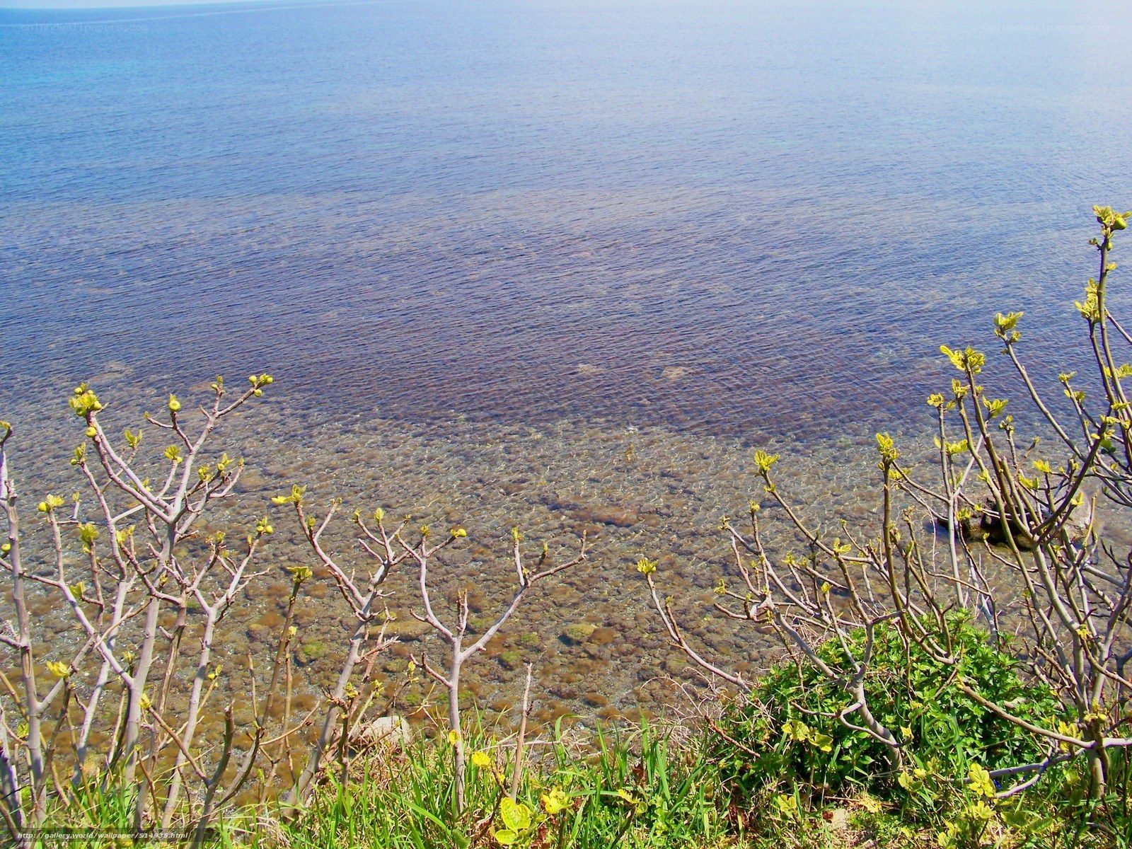 Coastal plants by clear water