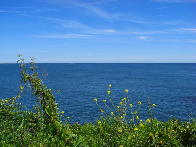 Coastal Plants by Ocean