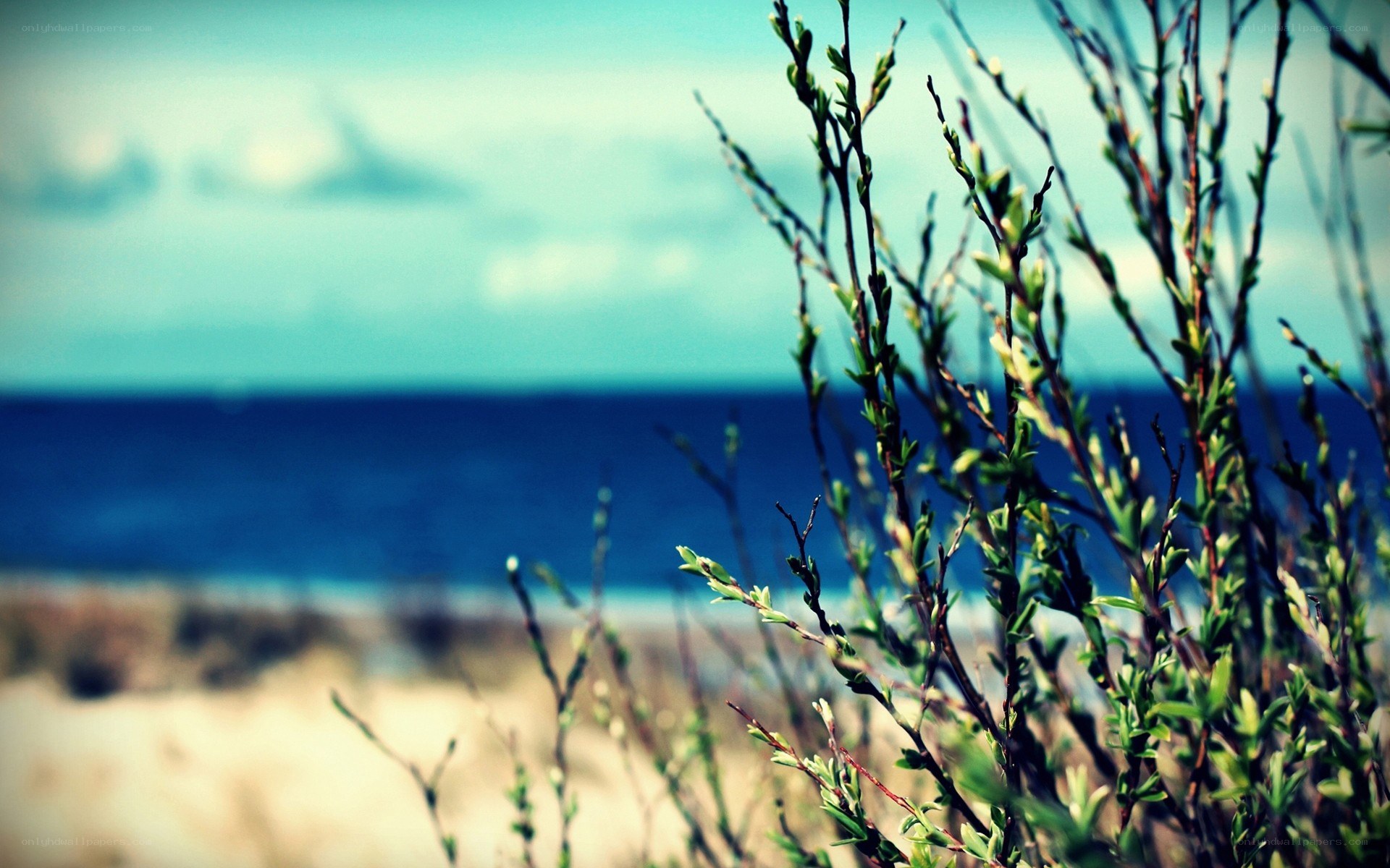 Coastal plants with ocean view