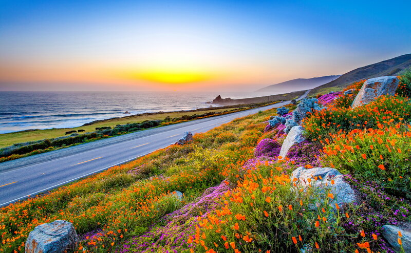 Coastal Road with Wildflowers — Blue