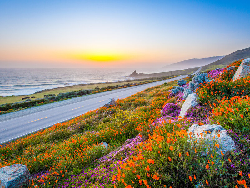Coastal Road with Wildflowers — Orange, Serene