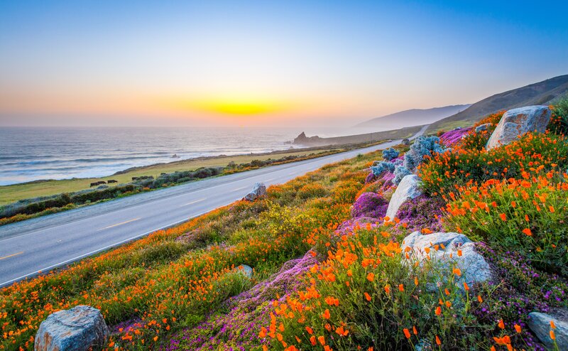 Coastal Road with Wildflowers — Orange
