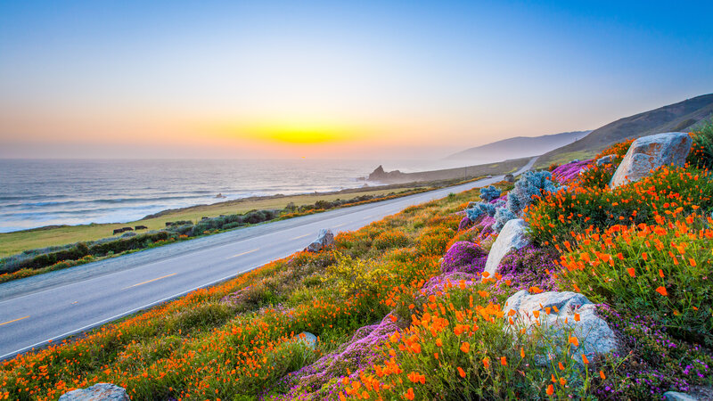 Coastal Road with Wildflowers