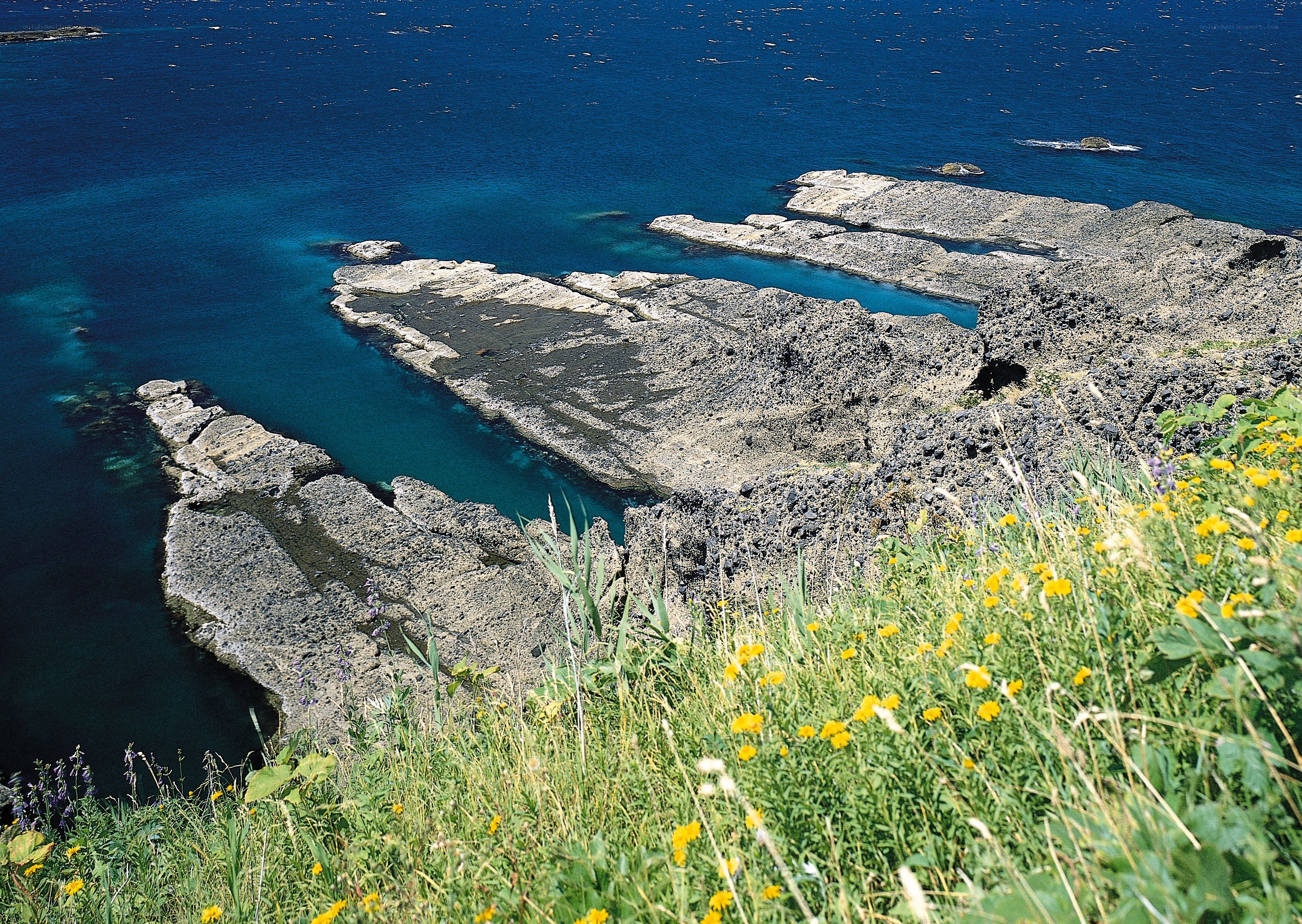 coastal rock formations with wildflowers