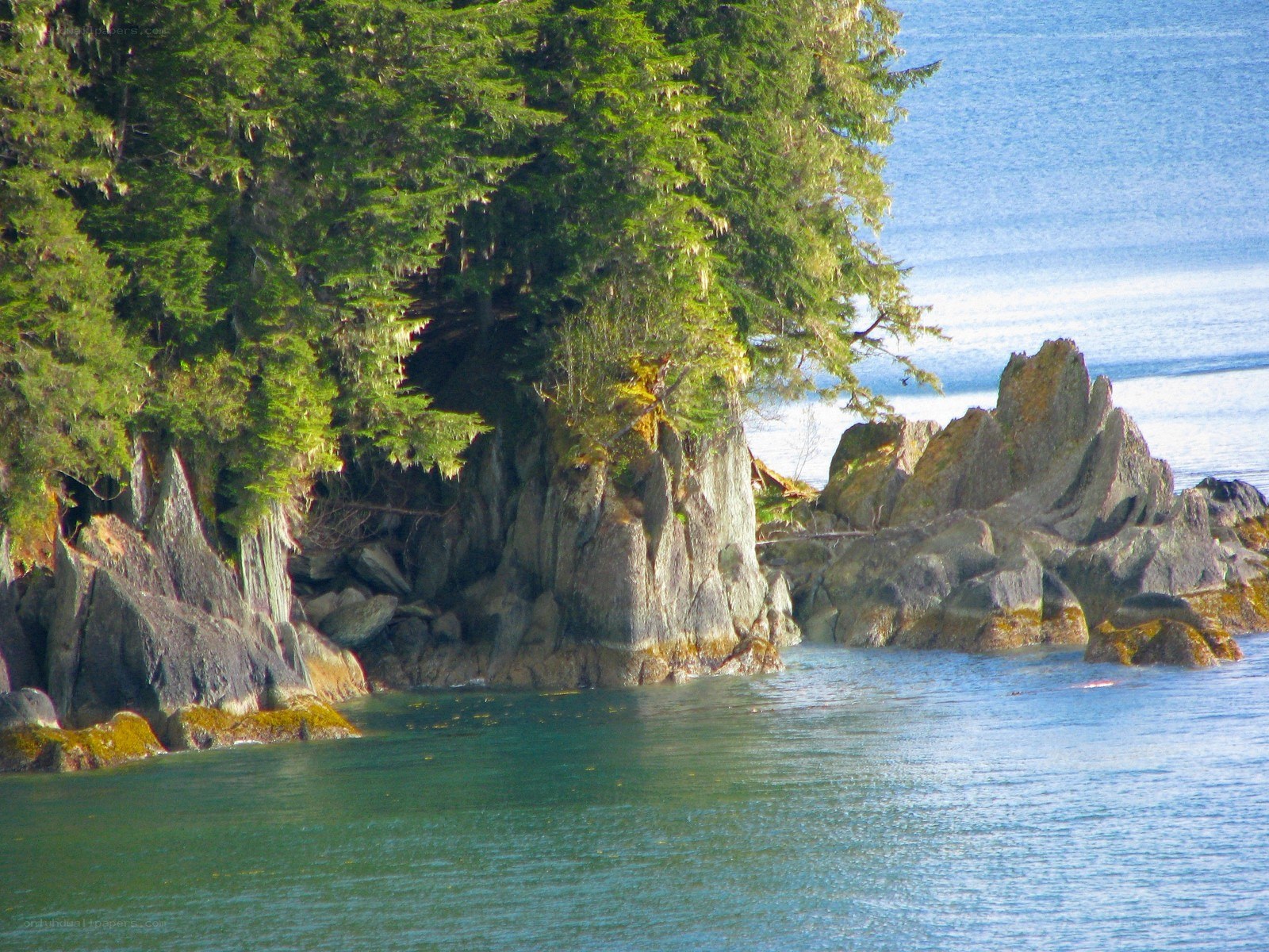 coastal rocks and evergreen trees