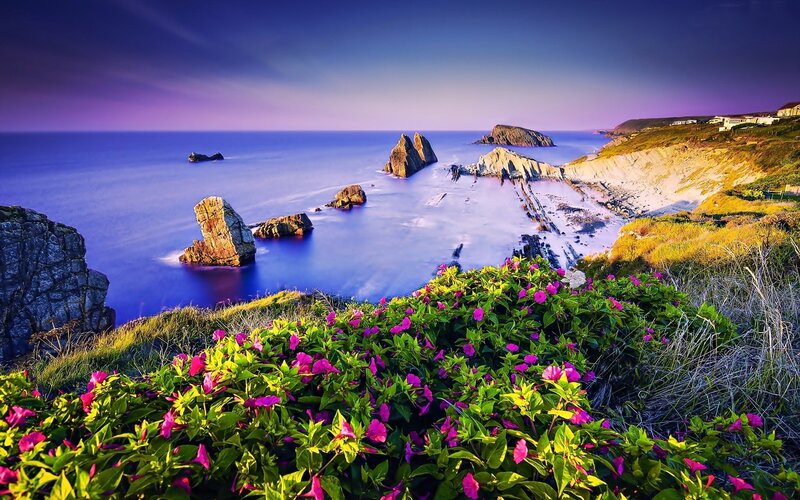 Coastal Rocks and Flowers — Purple