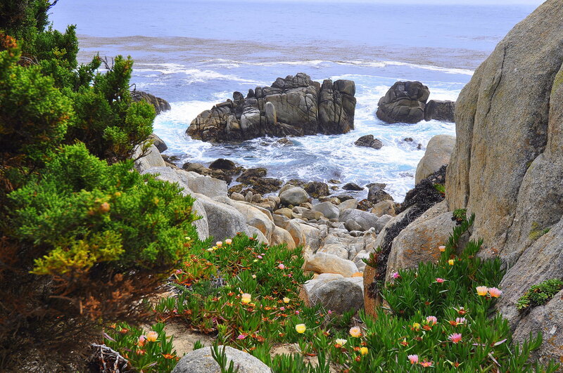 Coastal Rocks and Flowers