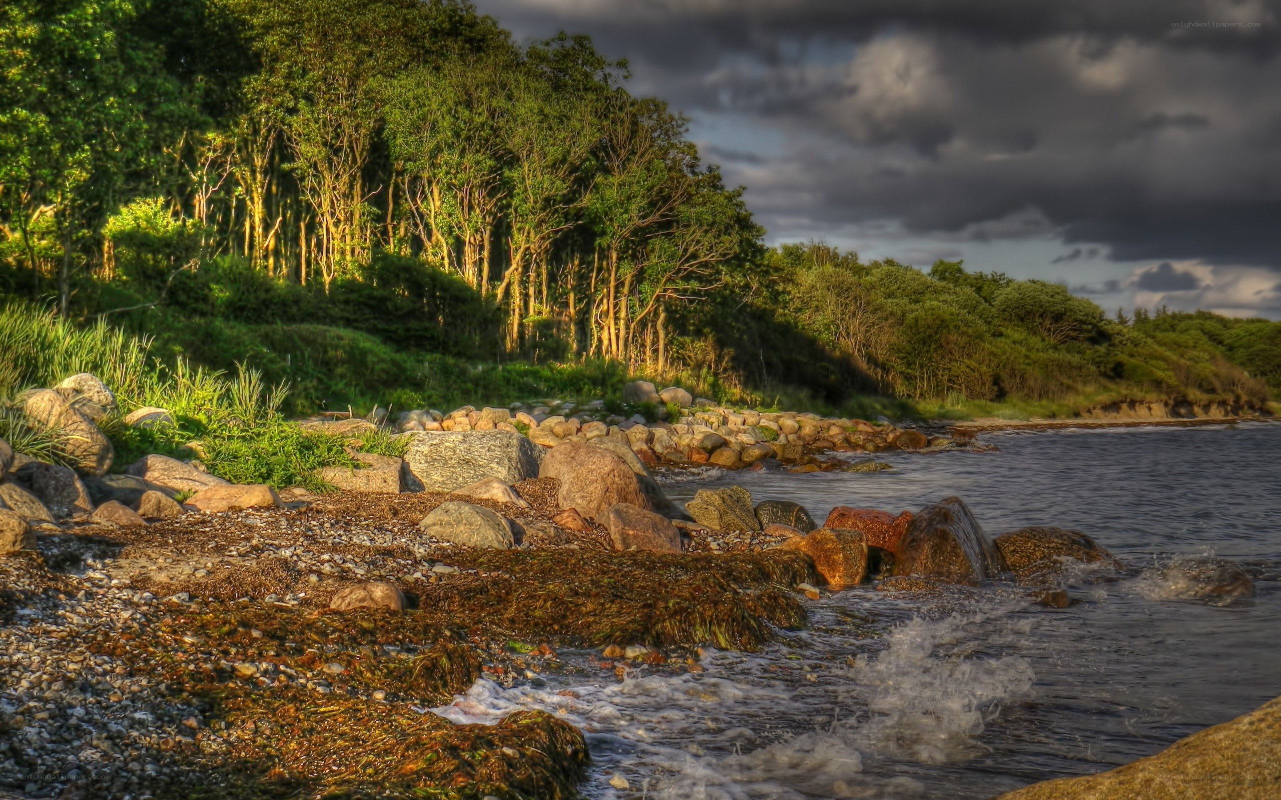 Coastal rocks and forest