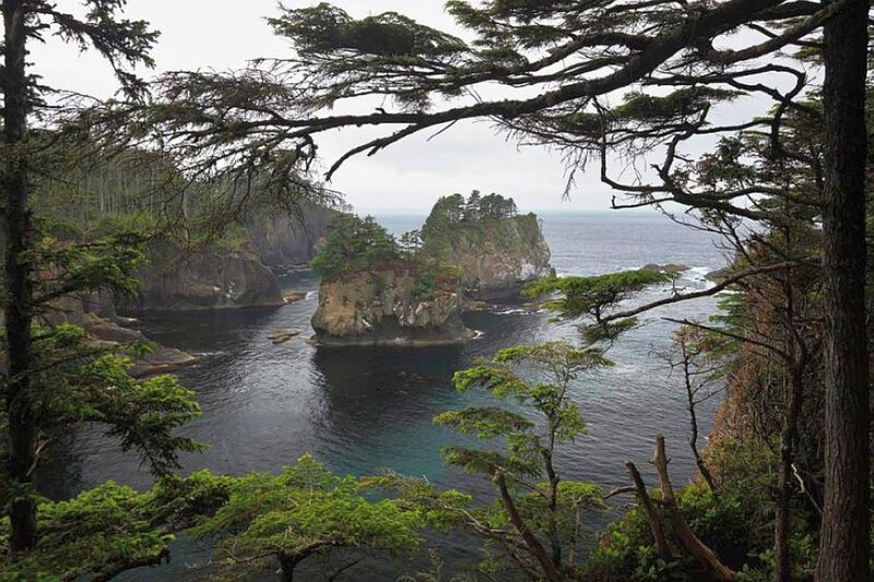 coastal rocks and forest view