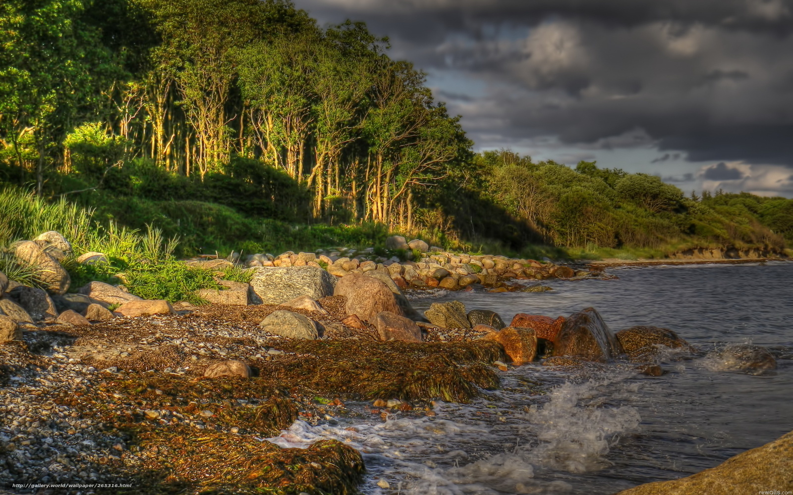 Coastal rocks and forest
