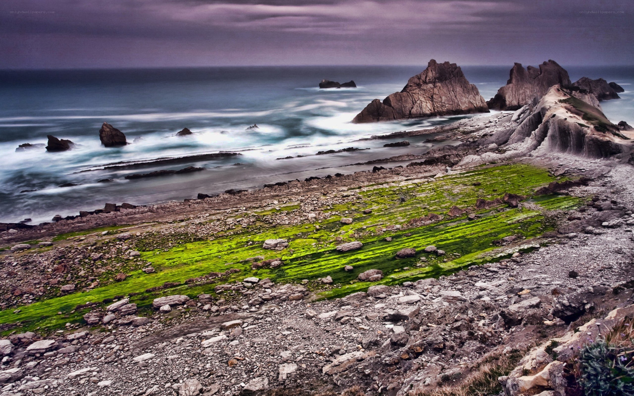 coastal rocks and green algae