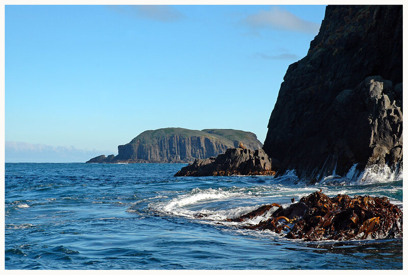 coastal rocks and kelp in the ocean