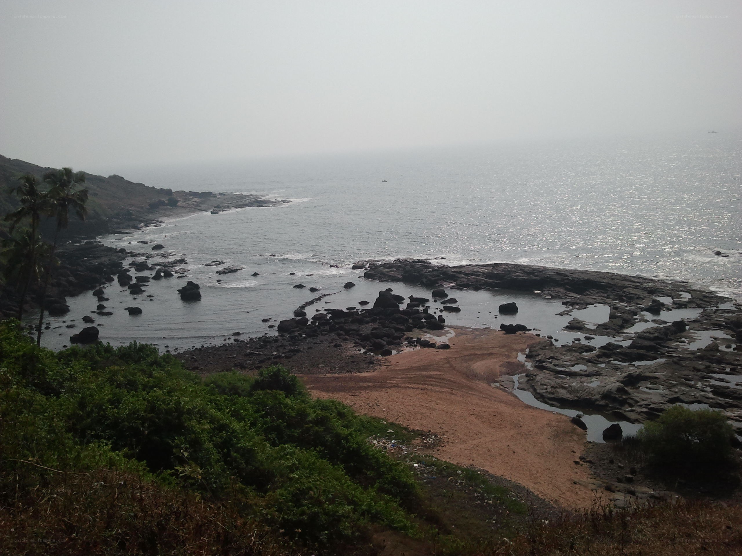 coastal rocks and palm trees
