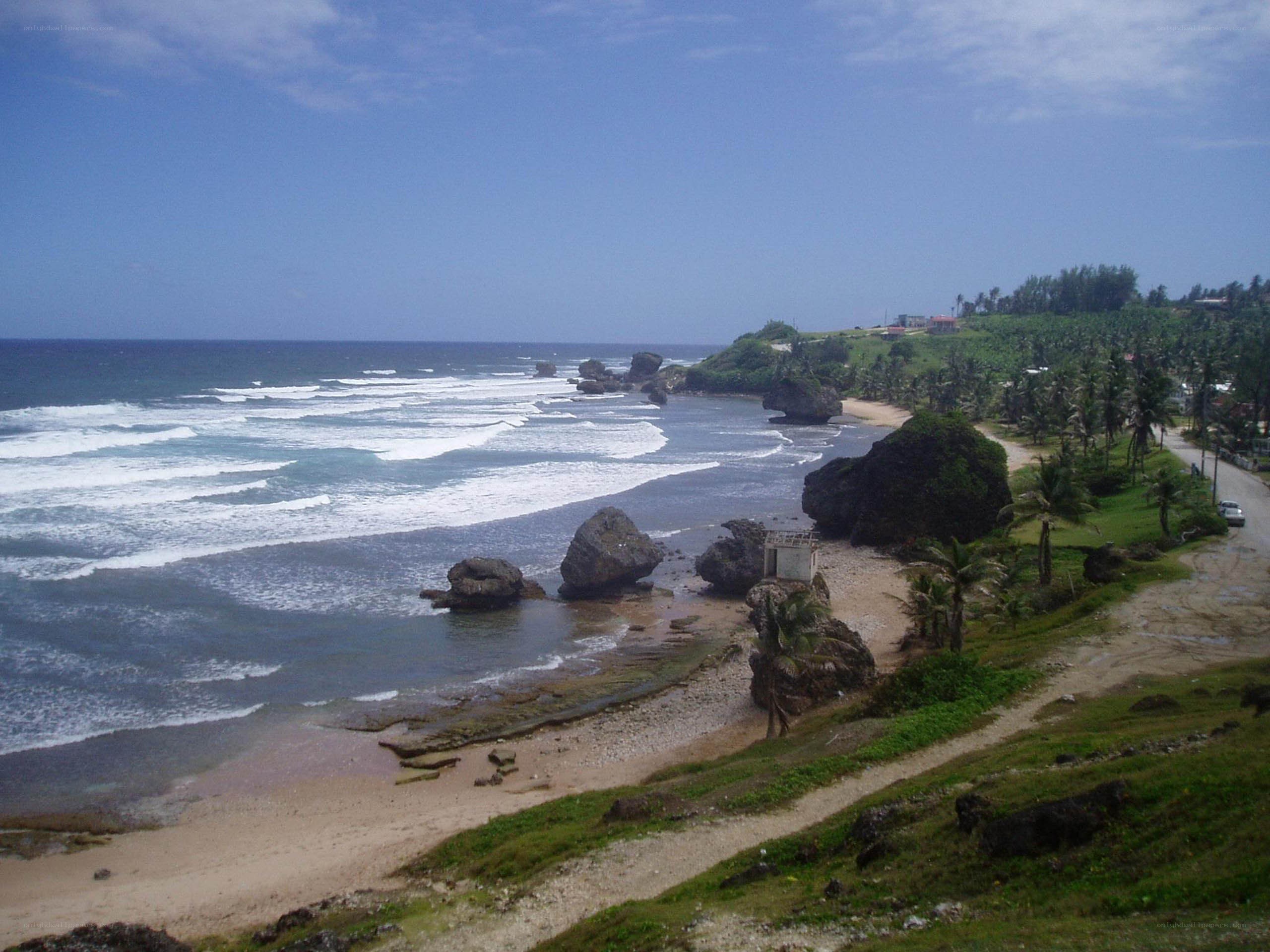 coastal rocks and palm trees