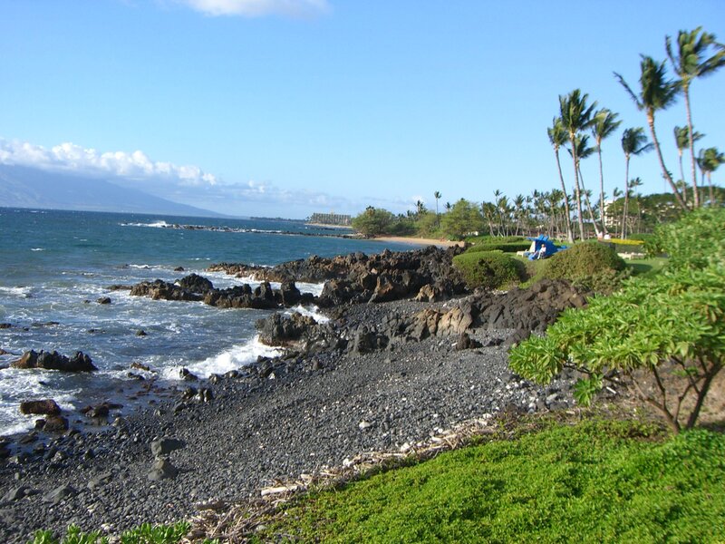 coastal rocks and palm trees