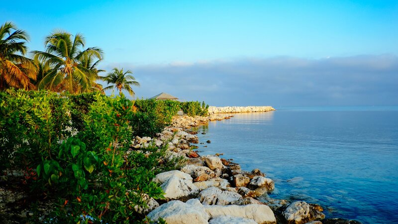 Coastal Rocks and Palm Trees — Blue