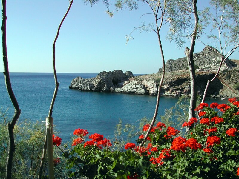 coastal rocks and red flowers