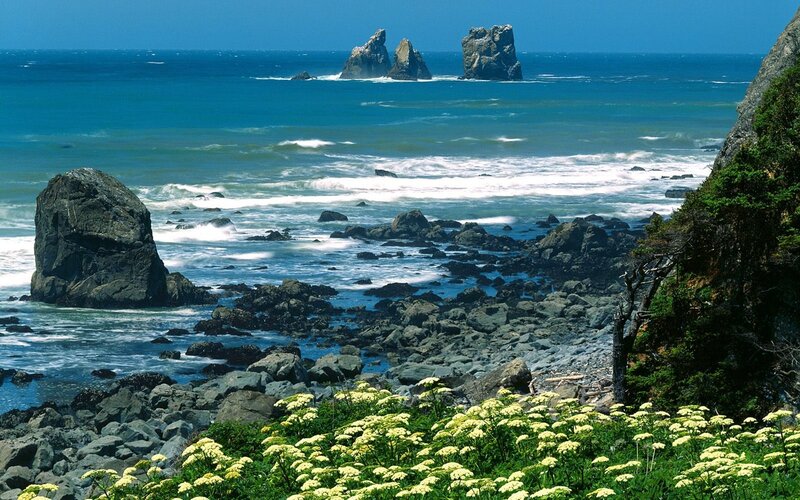 coastal rocks and sea flowers