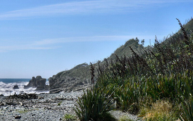 coastal rocks and sea plants