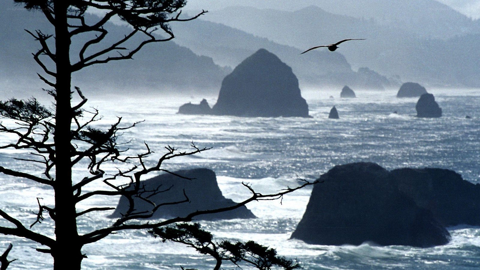 Coastal rocks and seabird