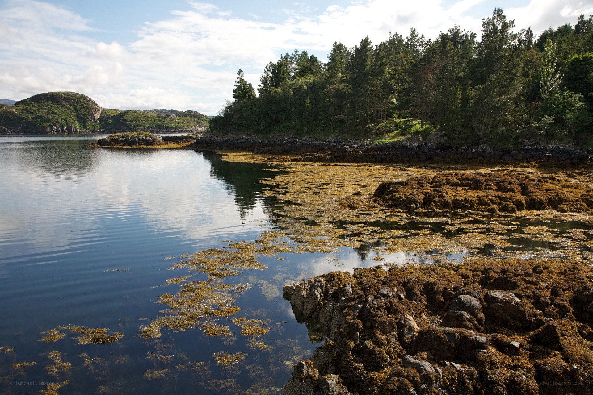 coastal rocks and seaweed