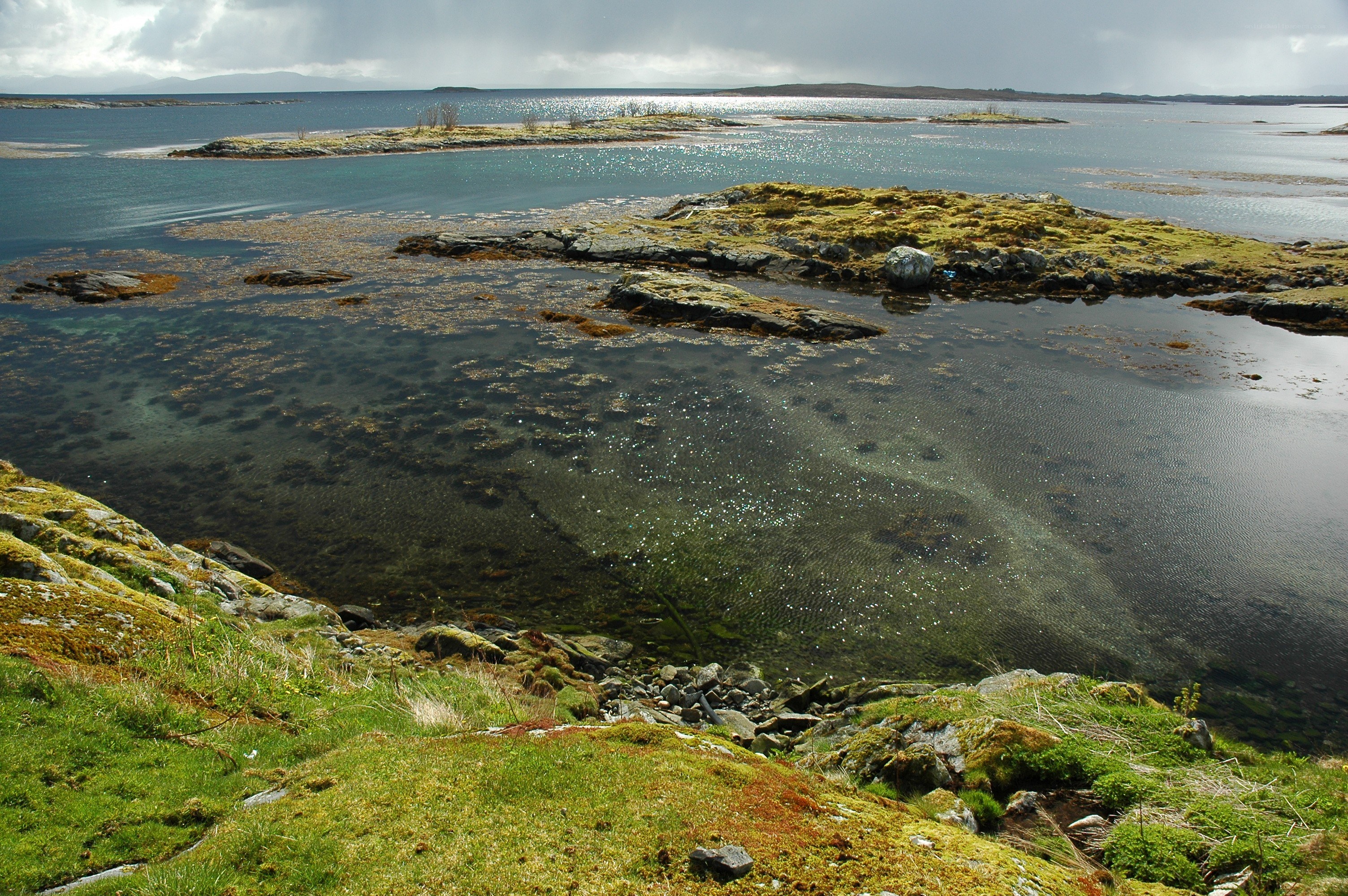 coastal rocks and seaweed