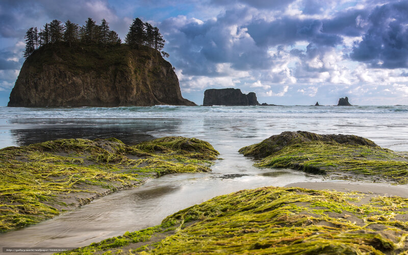 Coastal rocks and seaweed