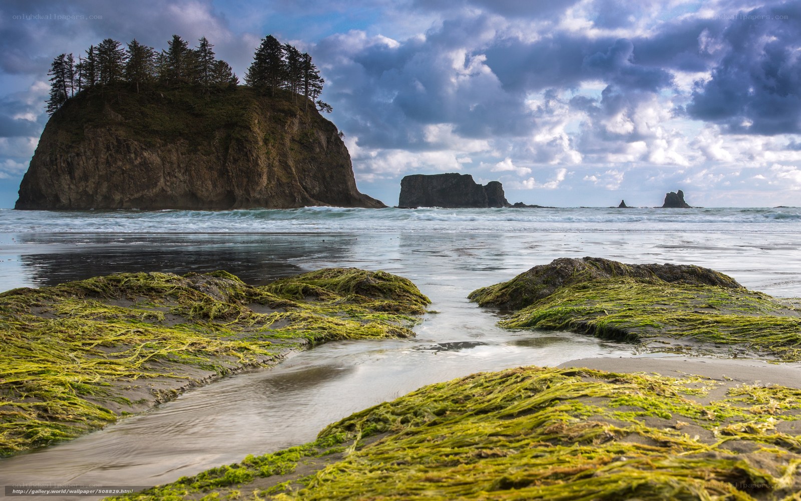 Coastal rocks and seaweed
