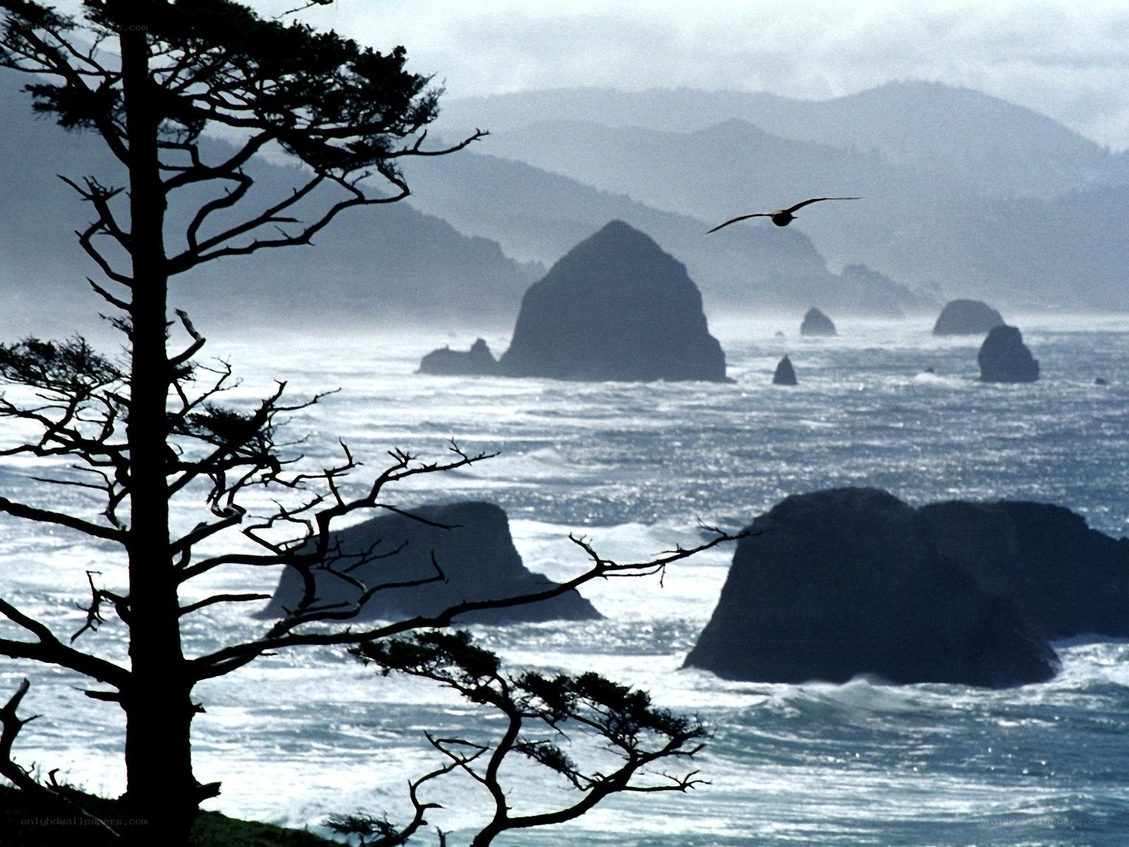Coastal rocks and silhouetted tree
