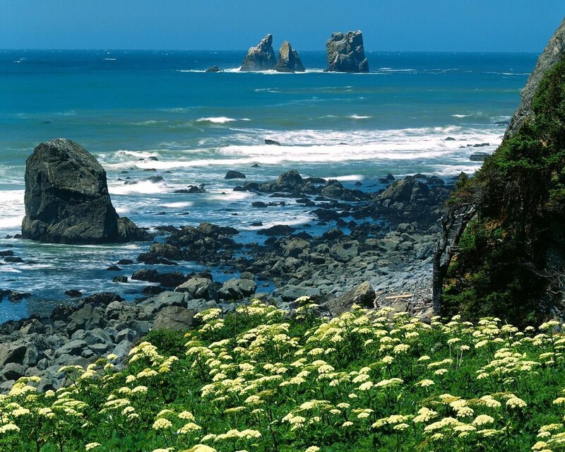 coastal rocks and wildflowers