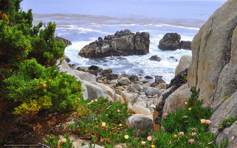 Coastal rocks and wildflowers